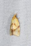 Fulvoclysia nerminae