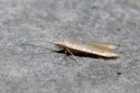 Coleophora