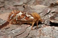 Korscheltellus fusconebulosus