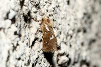 Korscheltellus lupulinus