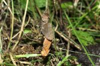 Triodia sylvina