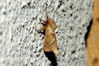 Triodia sylvina