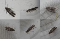 Mompha subbistrigella