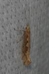 Plutella xylostella