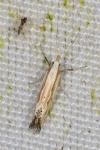 Plutella porrectella