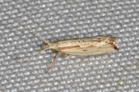 Plutella porrectella