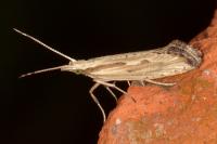 Plutella porrectella