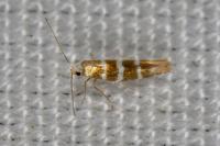 Argyresthia trifasciata