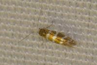Argyresthia trifasciata