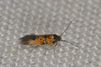 Chrysoesthia drurella