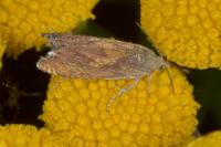 Dichrorampha