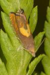 Dichrorampha