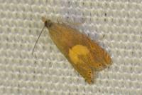 Dichrorampha