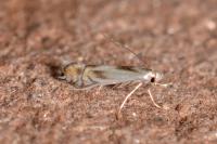 Phyllocnistis unipunctella
