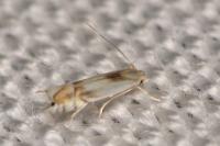 Phyllocnistis unipunctella