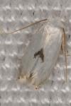 Pseudopostega auritella