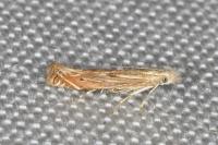 Isophrictis