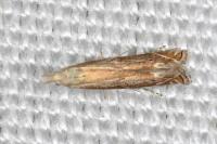 Isophrictis