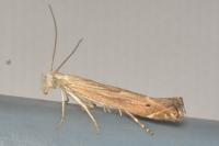 Isophrictis