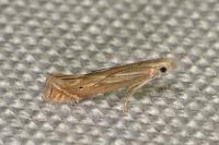 Isophrictis