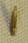 Isophrictis