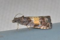 Endothenia nigricostana