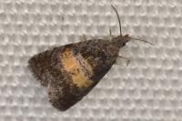 Endothenia nigricostana