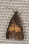 Endothenia nigricostana