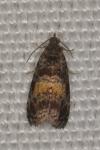 Endothenia nigricostana