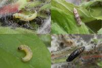 Mompha epilobiella