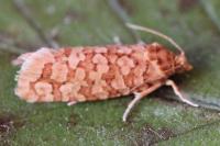 Lozotaeniodes formosana