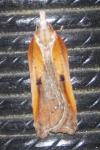 Acleris cristana