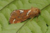 Phymatopus hecta