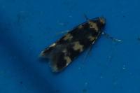 Oegoconia caradjai