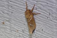 Triodia sylvina