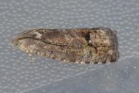 Cydia splendana