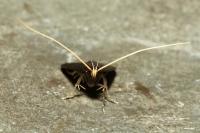 Homaloxestis briantiella