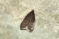 Homaloxestis briantiella