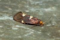 Incurvaria masculella