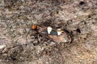 Incurvaria masculella