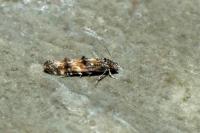 Mompha miscella