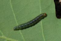 Eudemis profundana