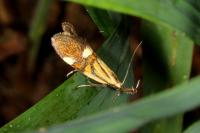 Alabonia geoffrella