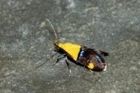 Oecophora bractella