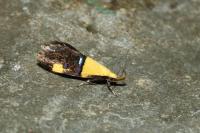 Oecophora bractella