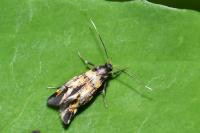 Schiffermuelleria grandis
