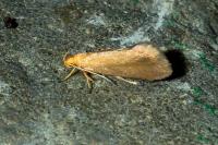 Crassa tinctella