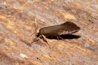Crassa unitella
