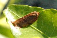 Cacoecimorpha pronubana