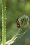 Adela australis